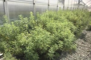 artemesia in the food & energy plant